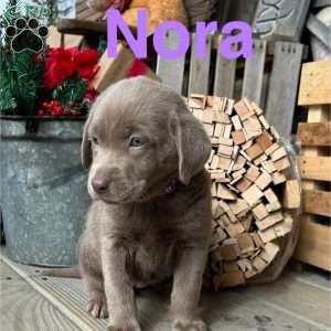 Nora, Silver Labrador Retriever Puppy